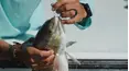 Sport Fishing TV