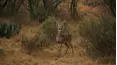 Trophy Hunters TV