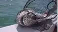 Sport Fishing TV