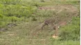 Trophy Hunters TV