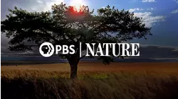 PBS Nature